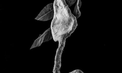 sculp selec 19